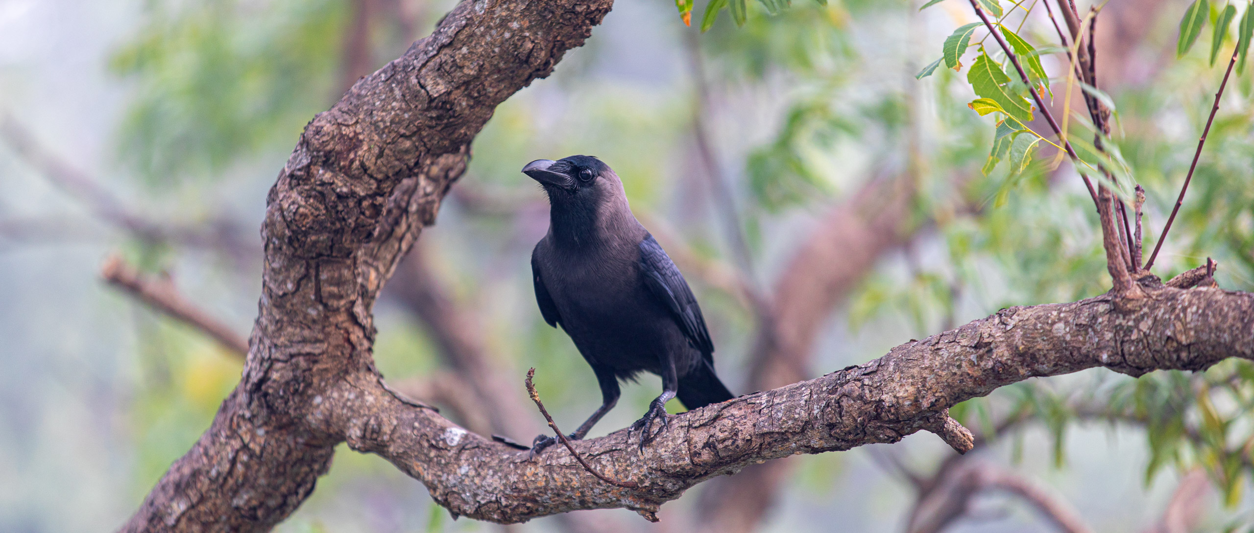 20240114070748 RD4 9596