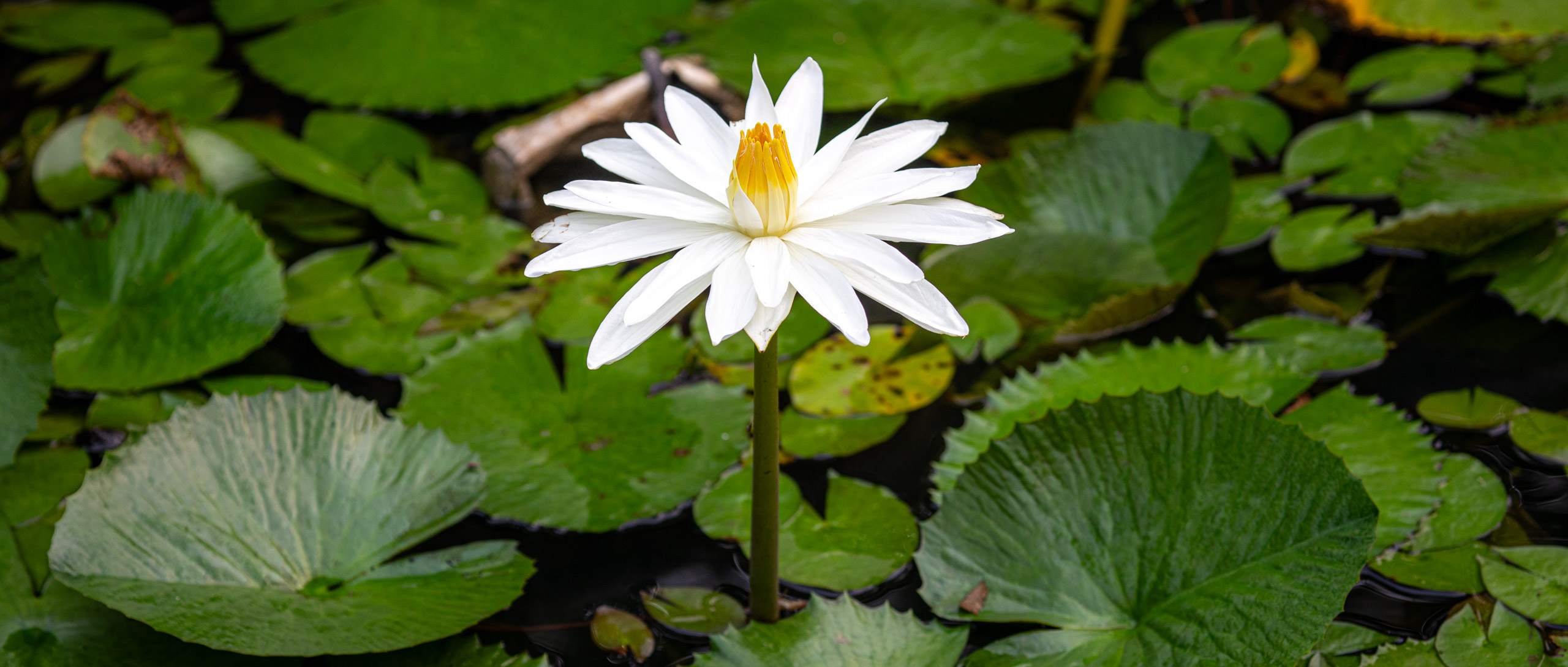 20240114083100 RD4 9656