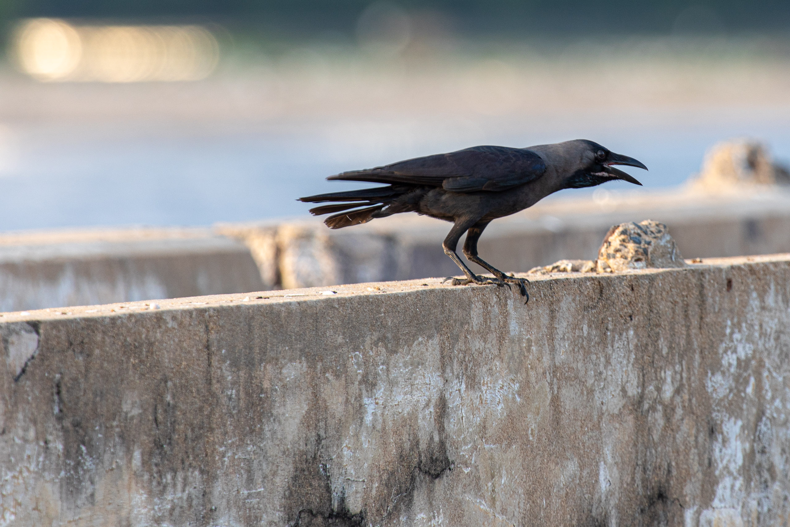 20240118171712 RD4 1000