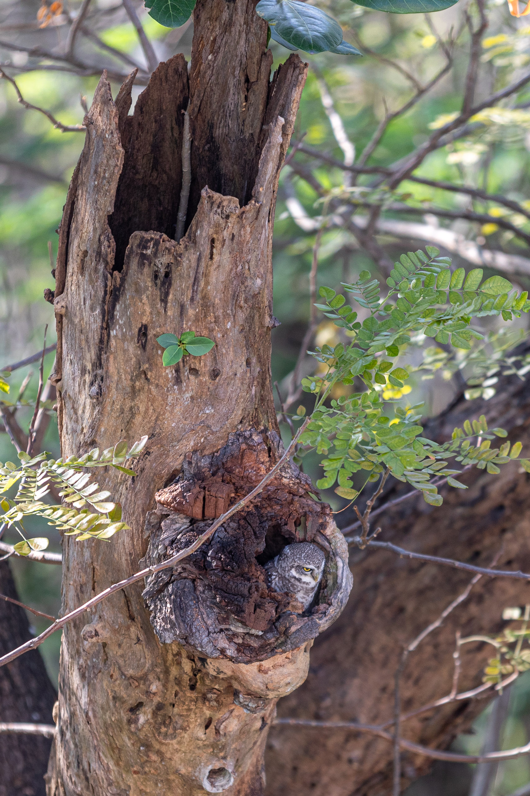 20240125152005 RD4 2605