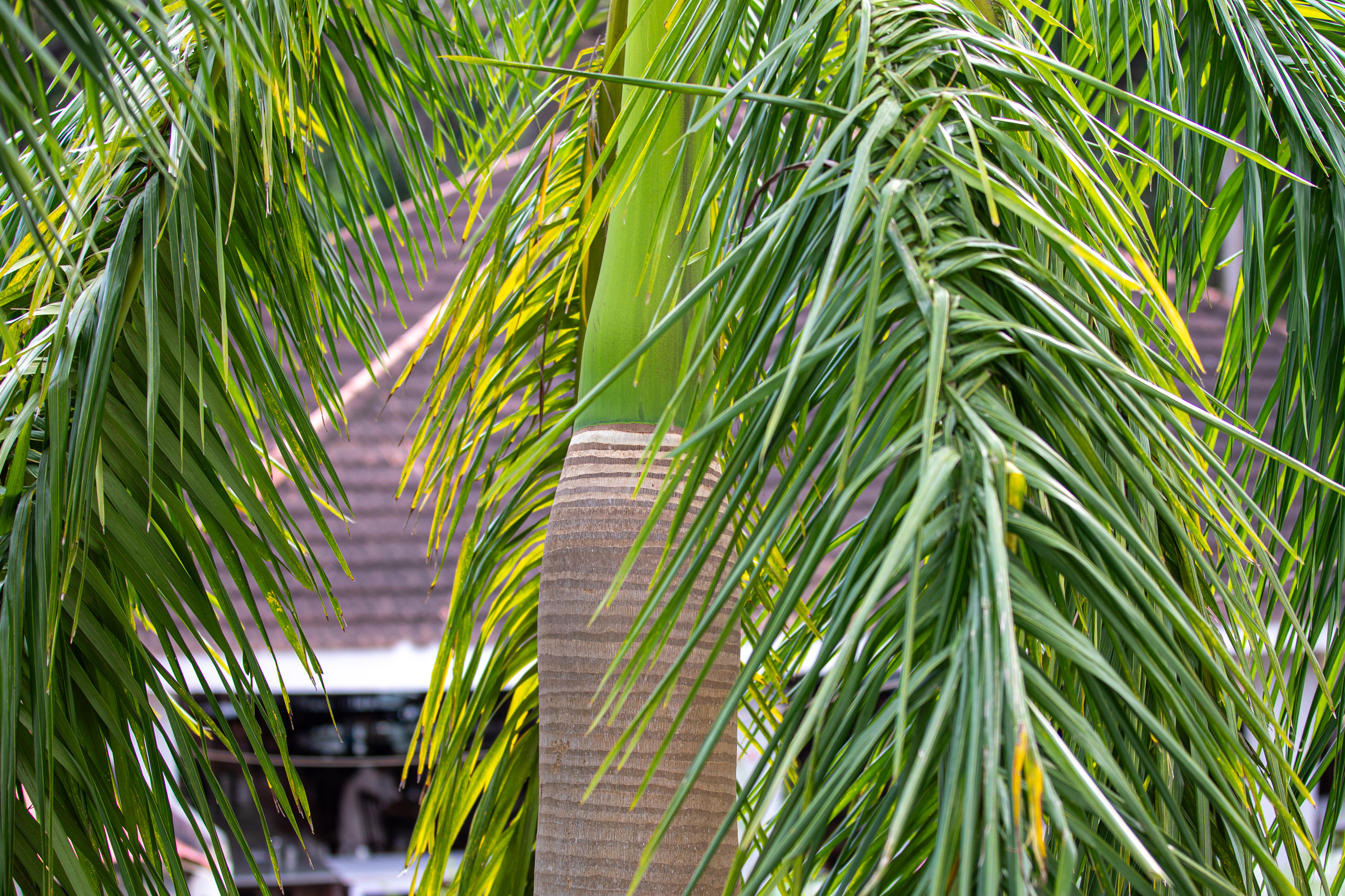 20240126160508 RD4 2936