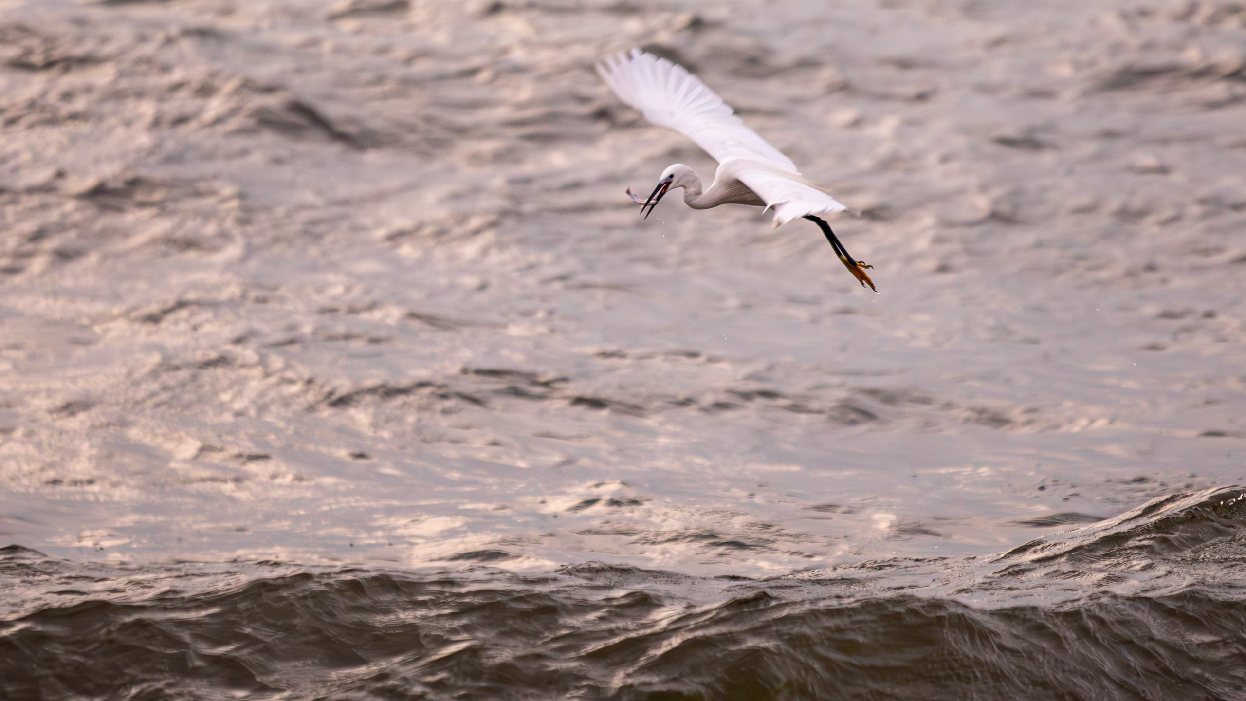 20240127062950 RD4 3022 e