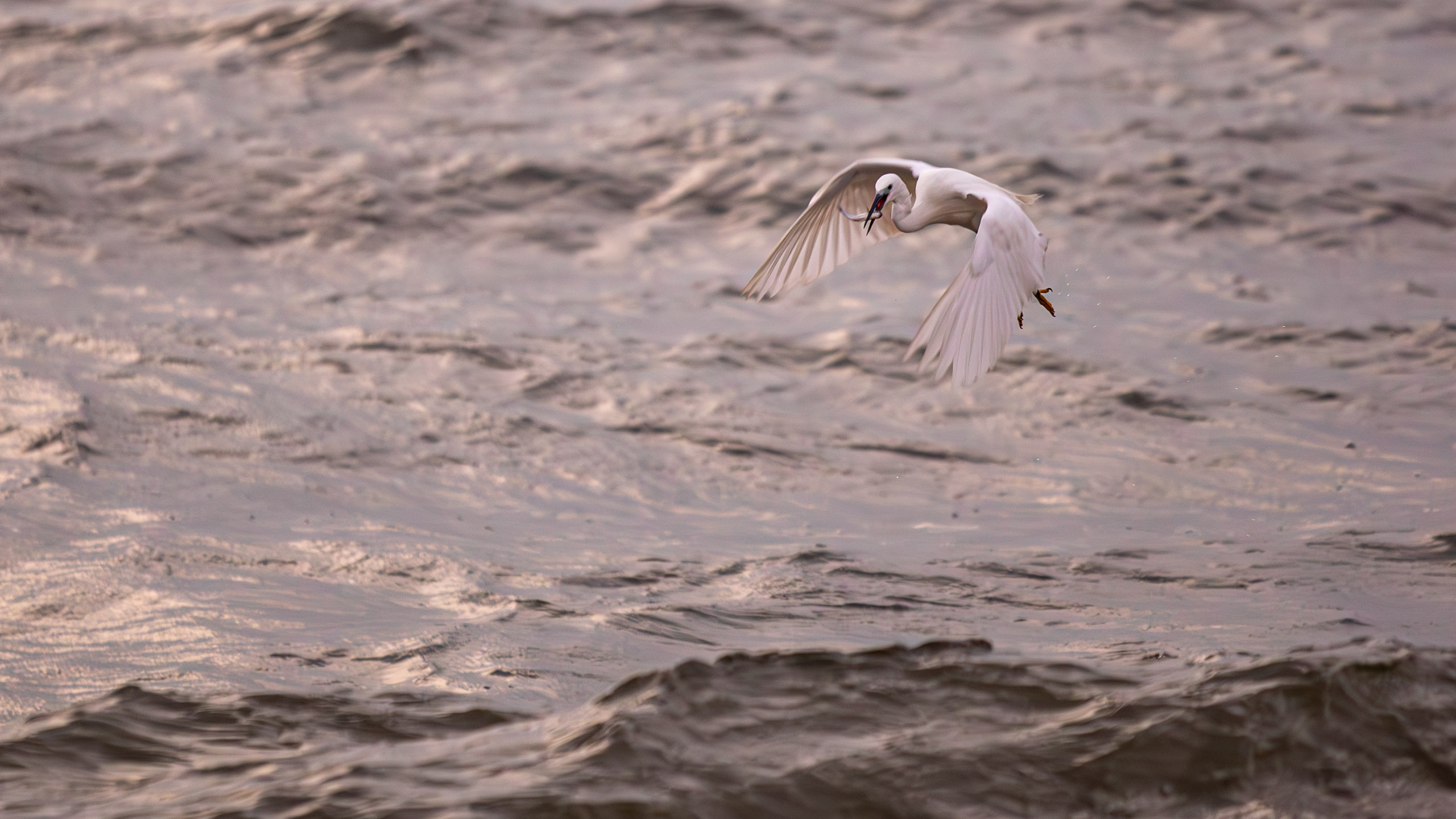 20240127062951 RD4 3023 e