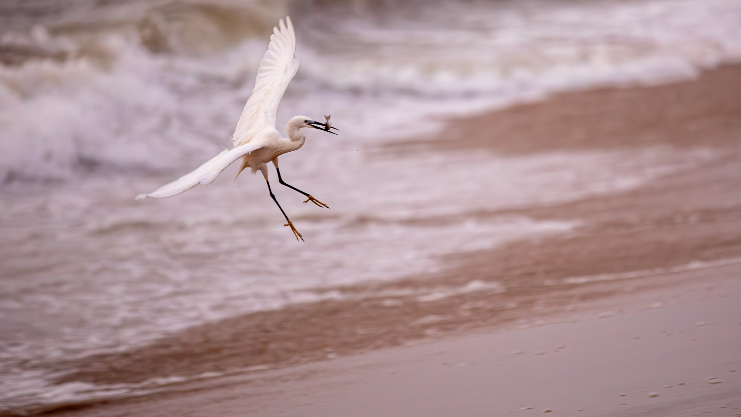 20240127062954 RD4 3030 e