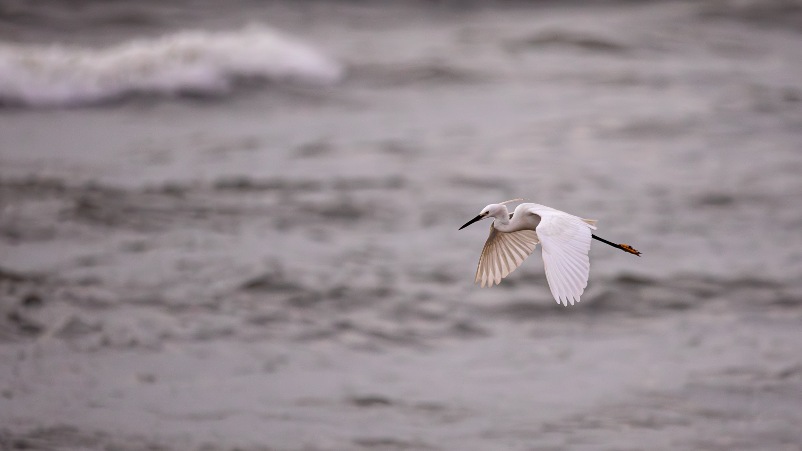 20240127063016 RD4 3041 e