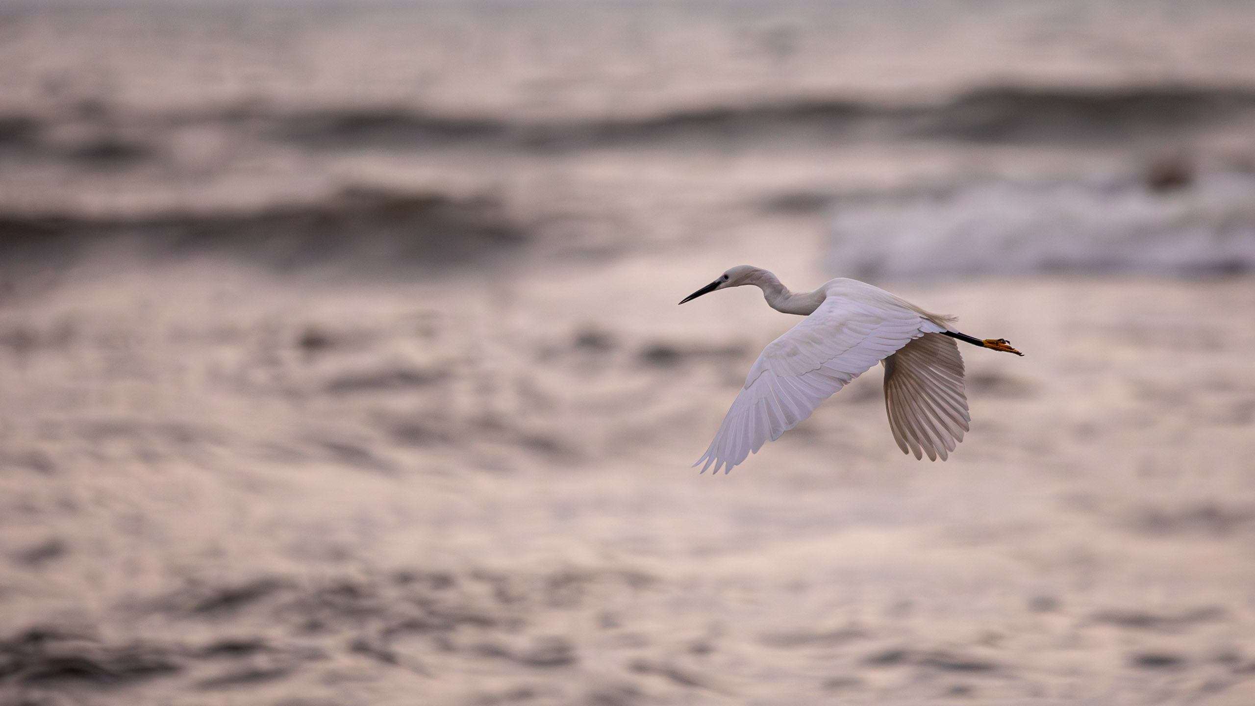 20240127063024 RD4 3049 e