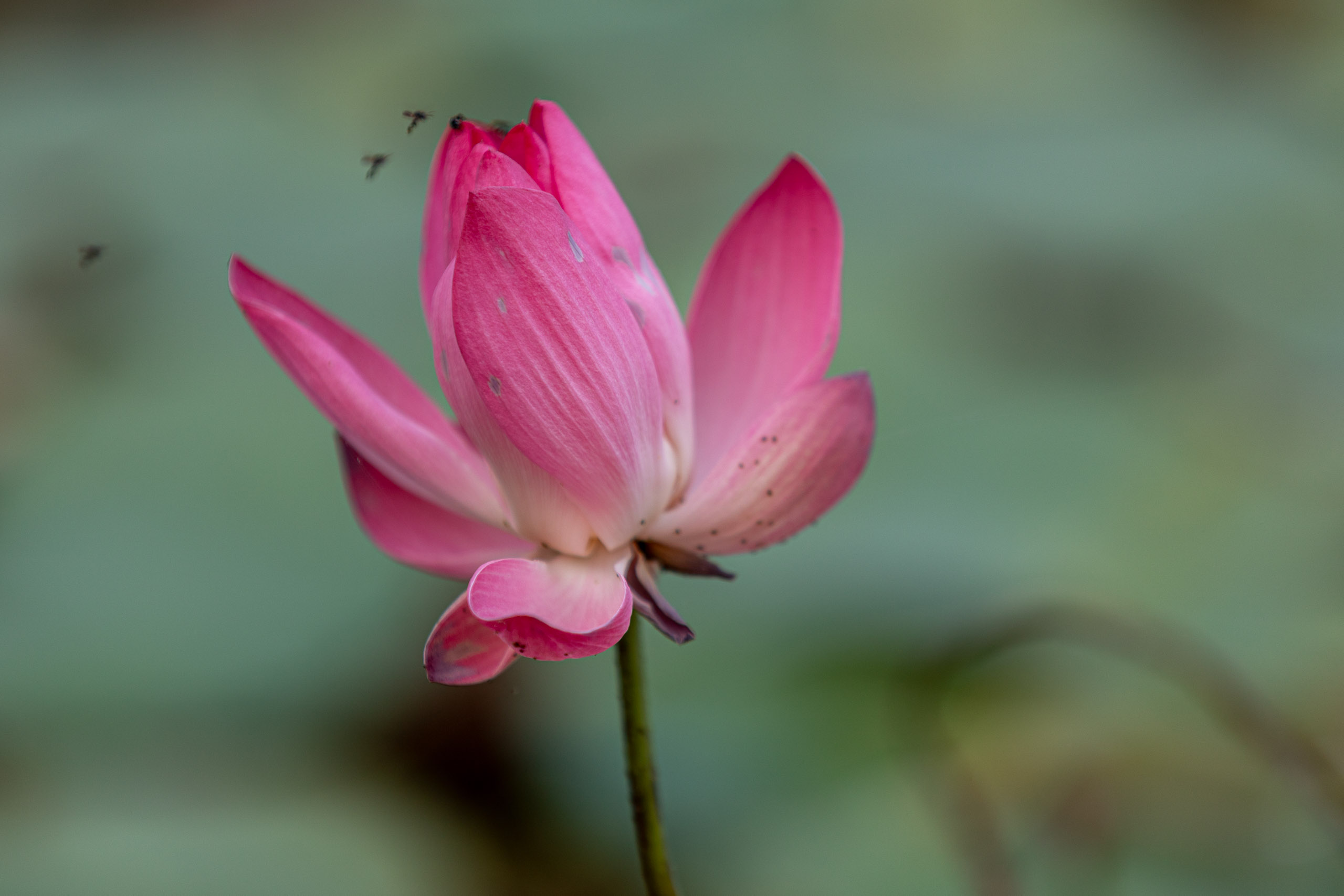 20240127065824 RD4 3085