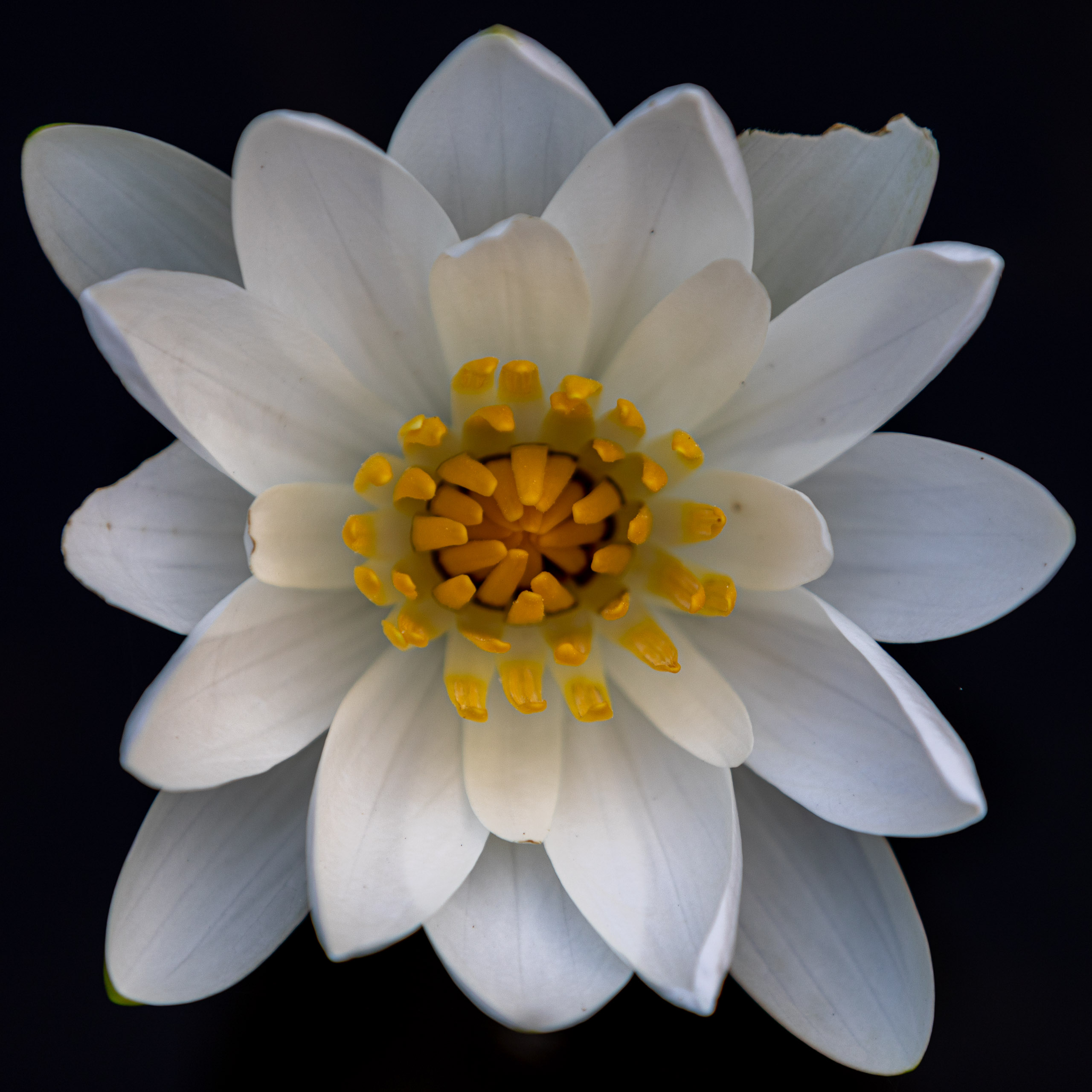 20240127070109 RD4 3093