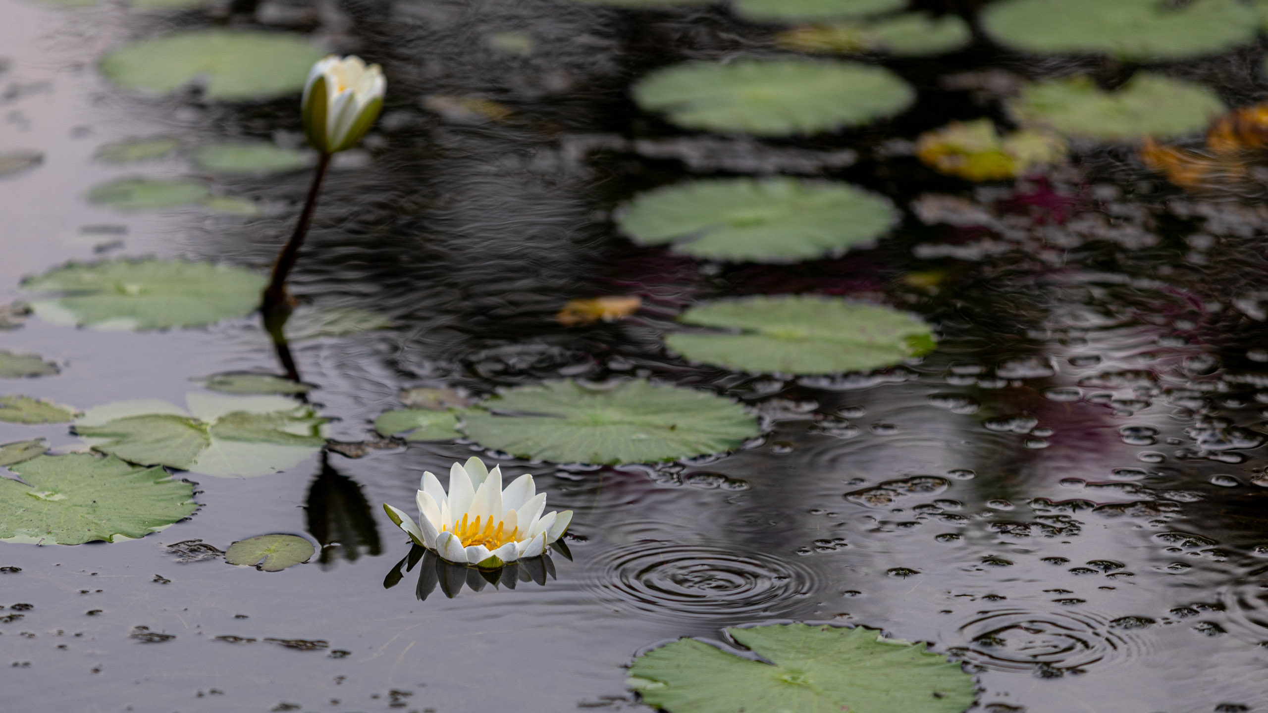 20240127070158 RD4 3098