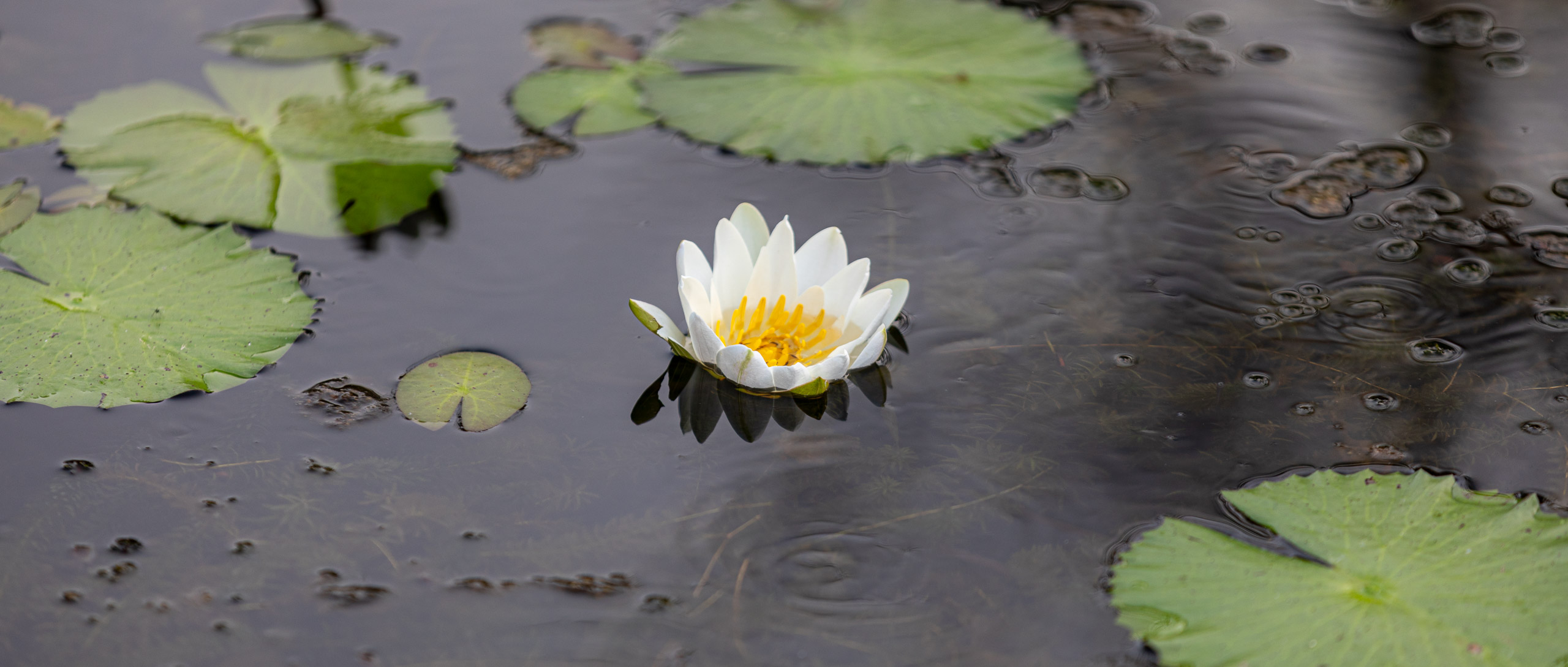 20240127070210 RD4 3100