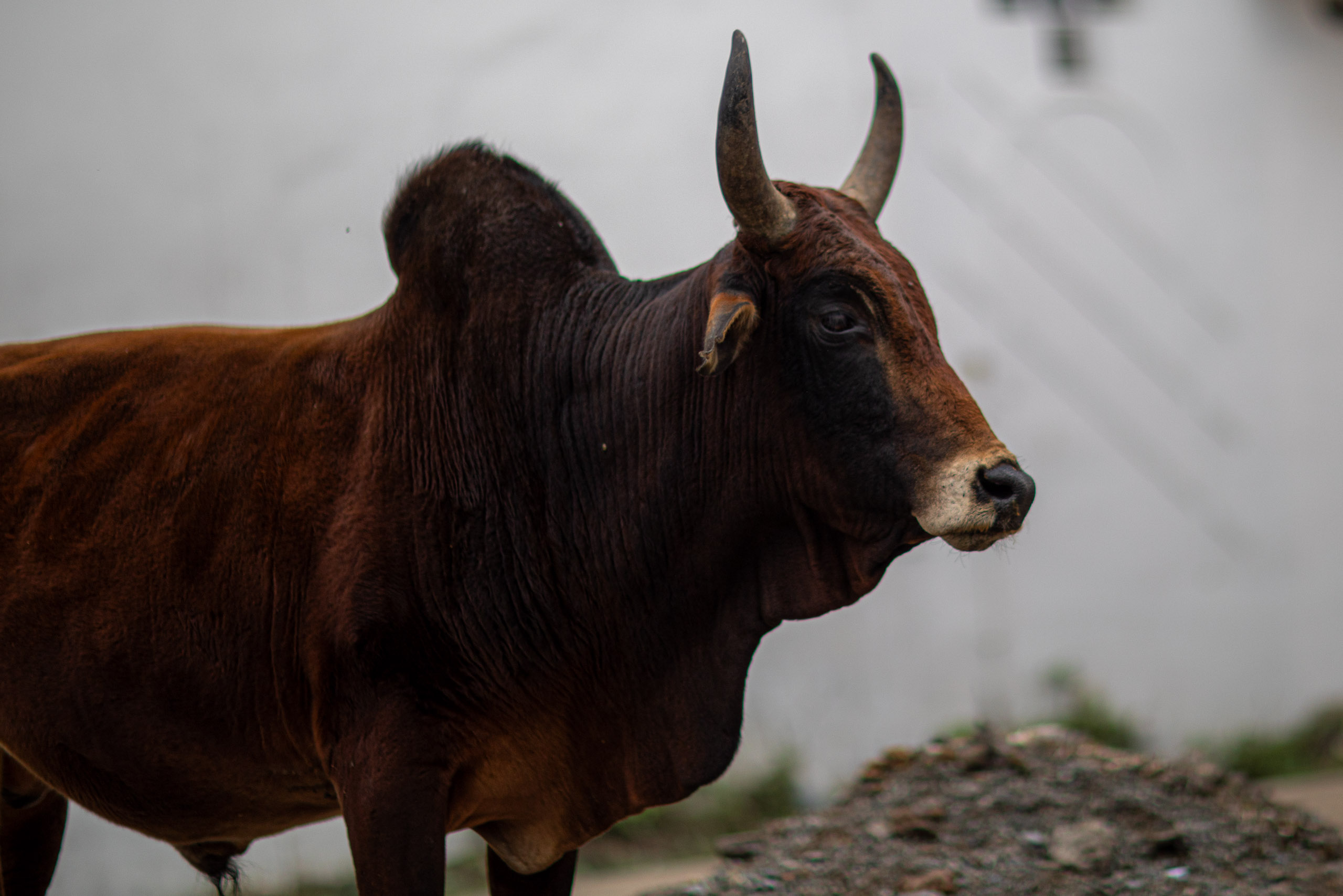 20240107103216 RD4 9236