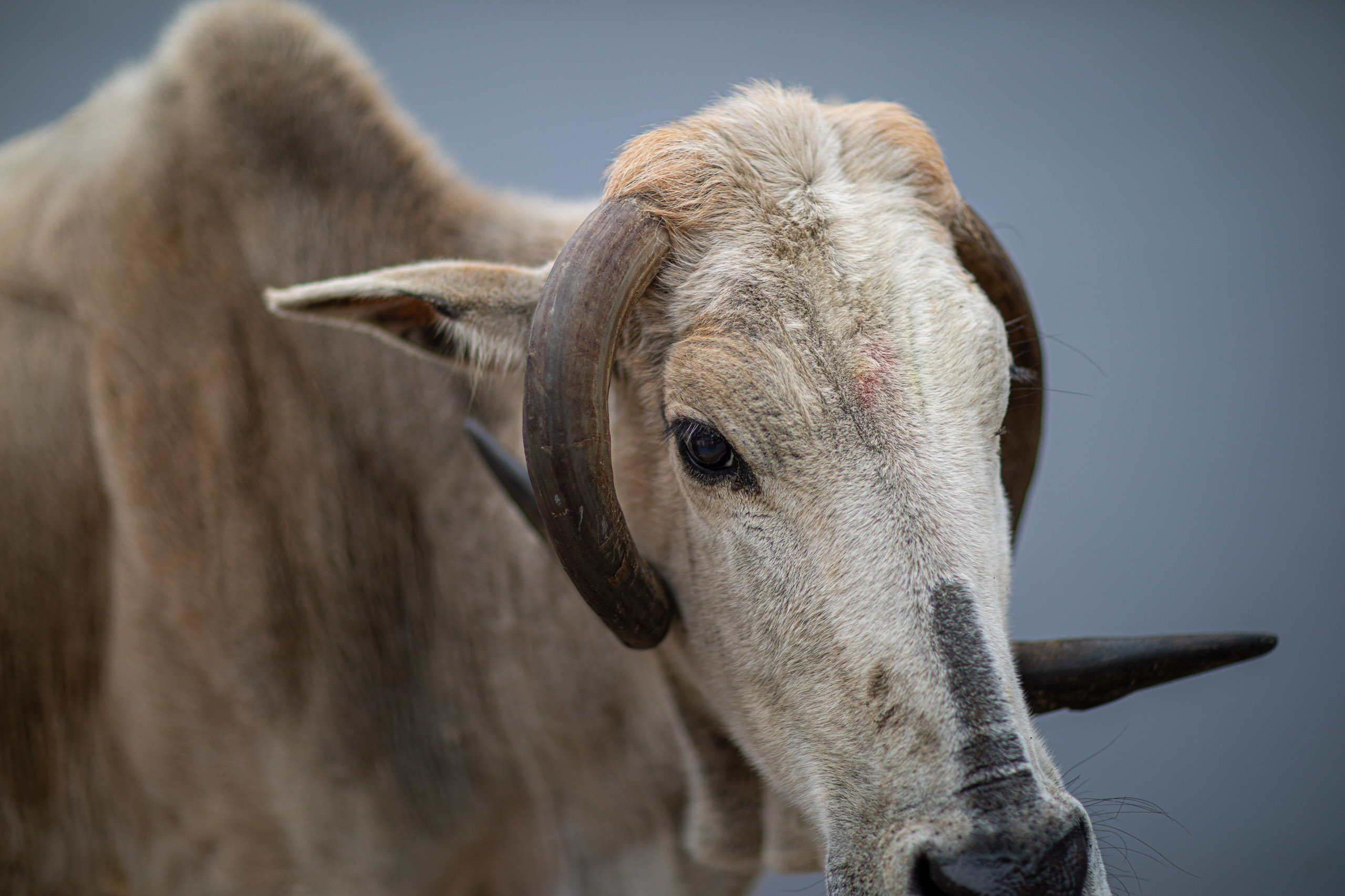 20240107112125 RD4 9330