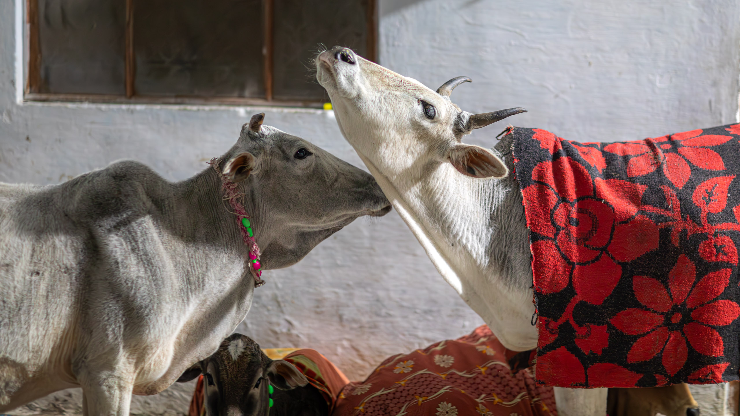 20240107214758 RD4 9371 e