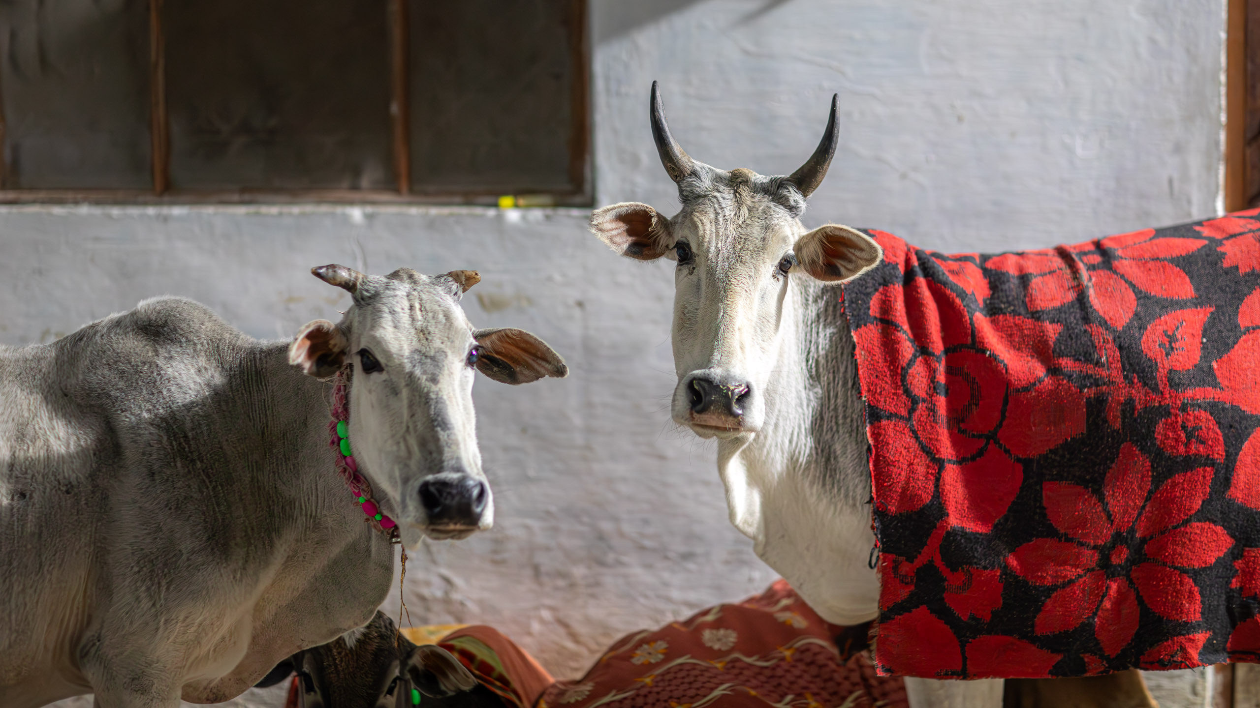 20240107214802 RD4 9374 e