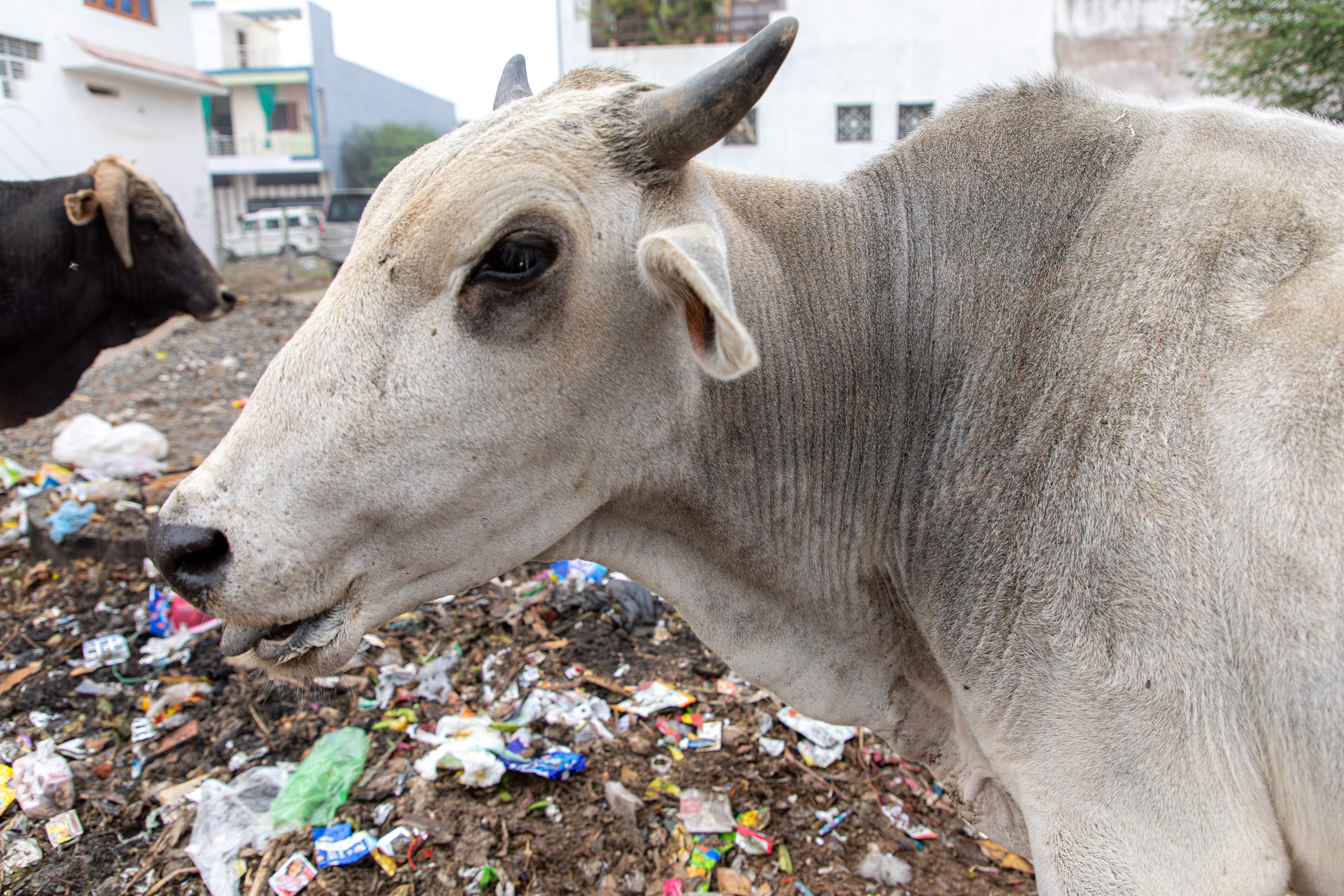 20240108104940 RD4 9444