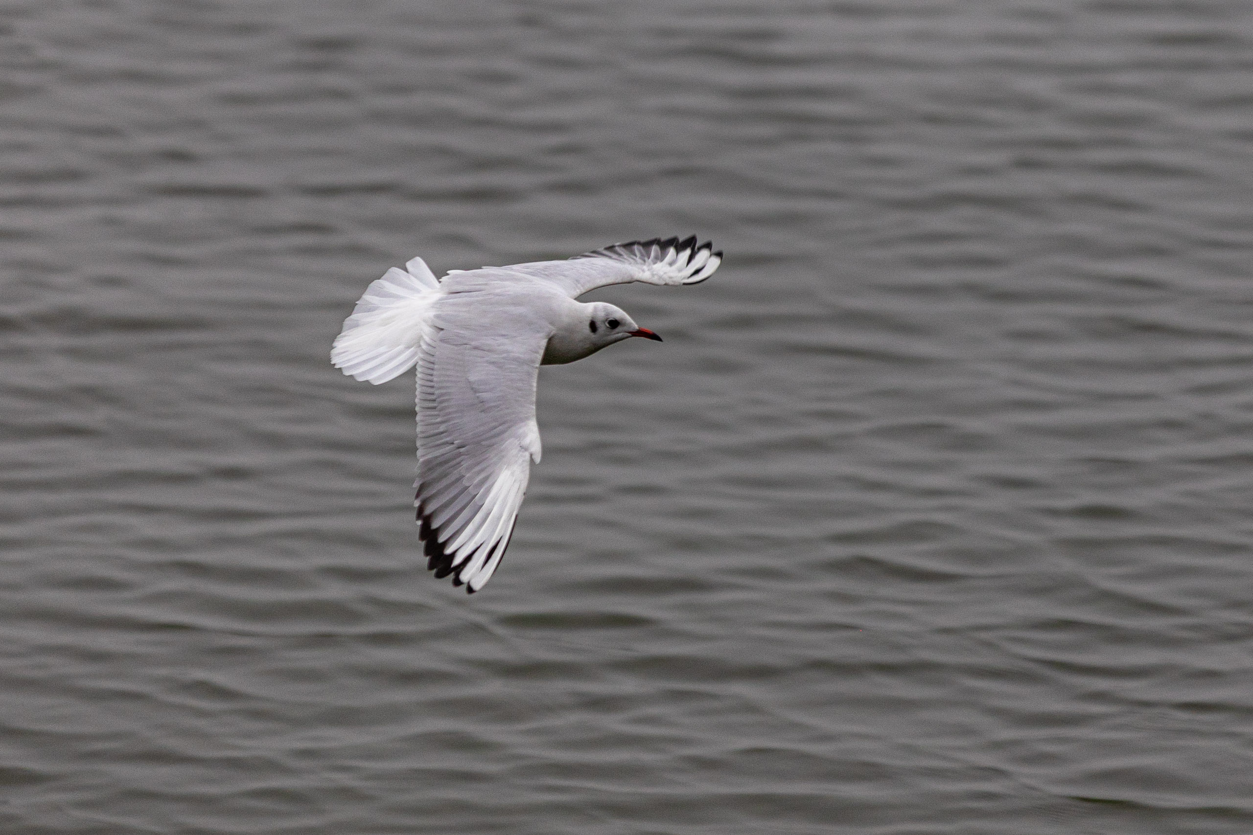 20240104094449 RD4 8972