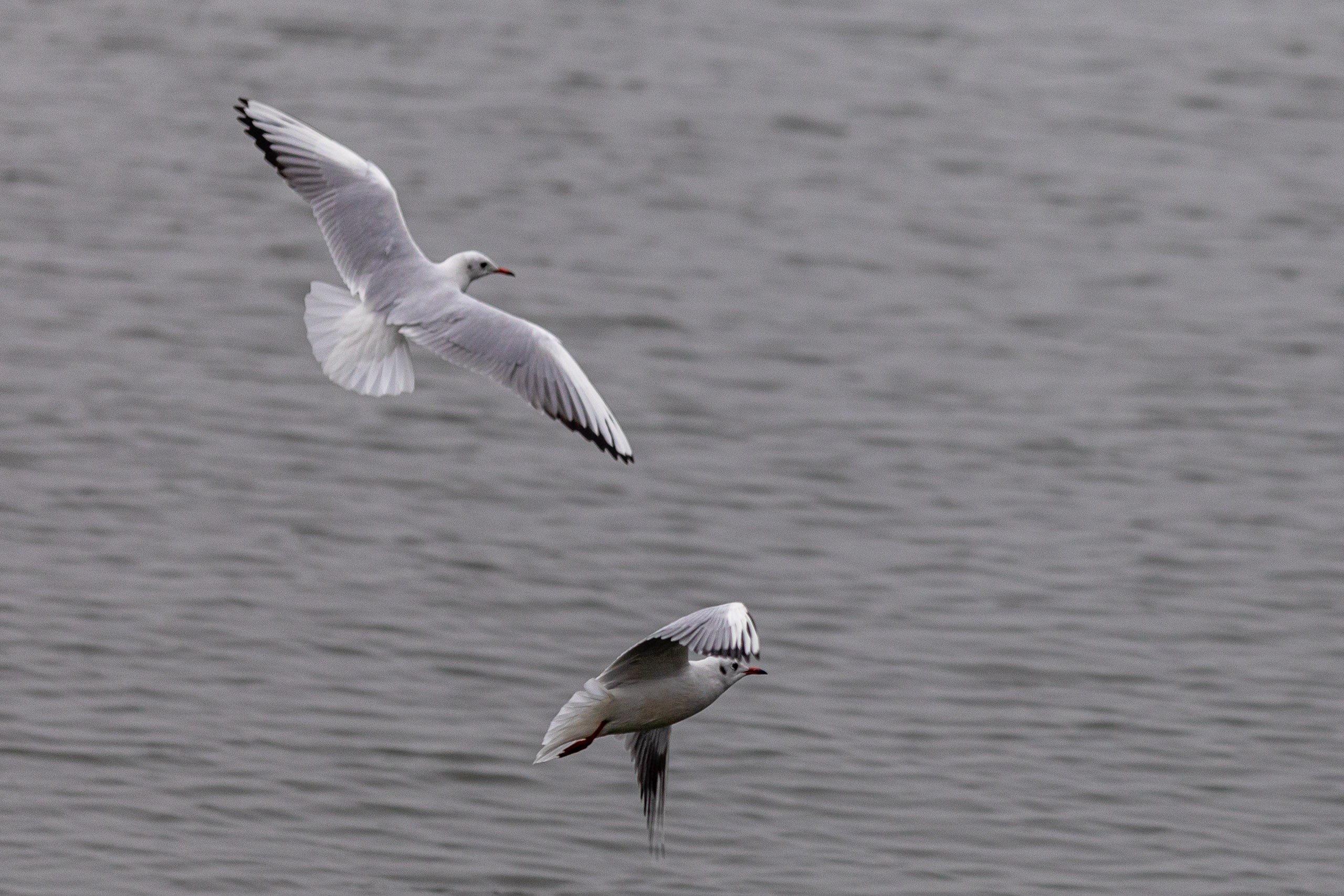 20240104094503 RD4 8988