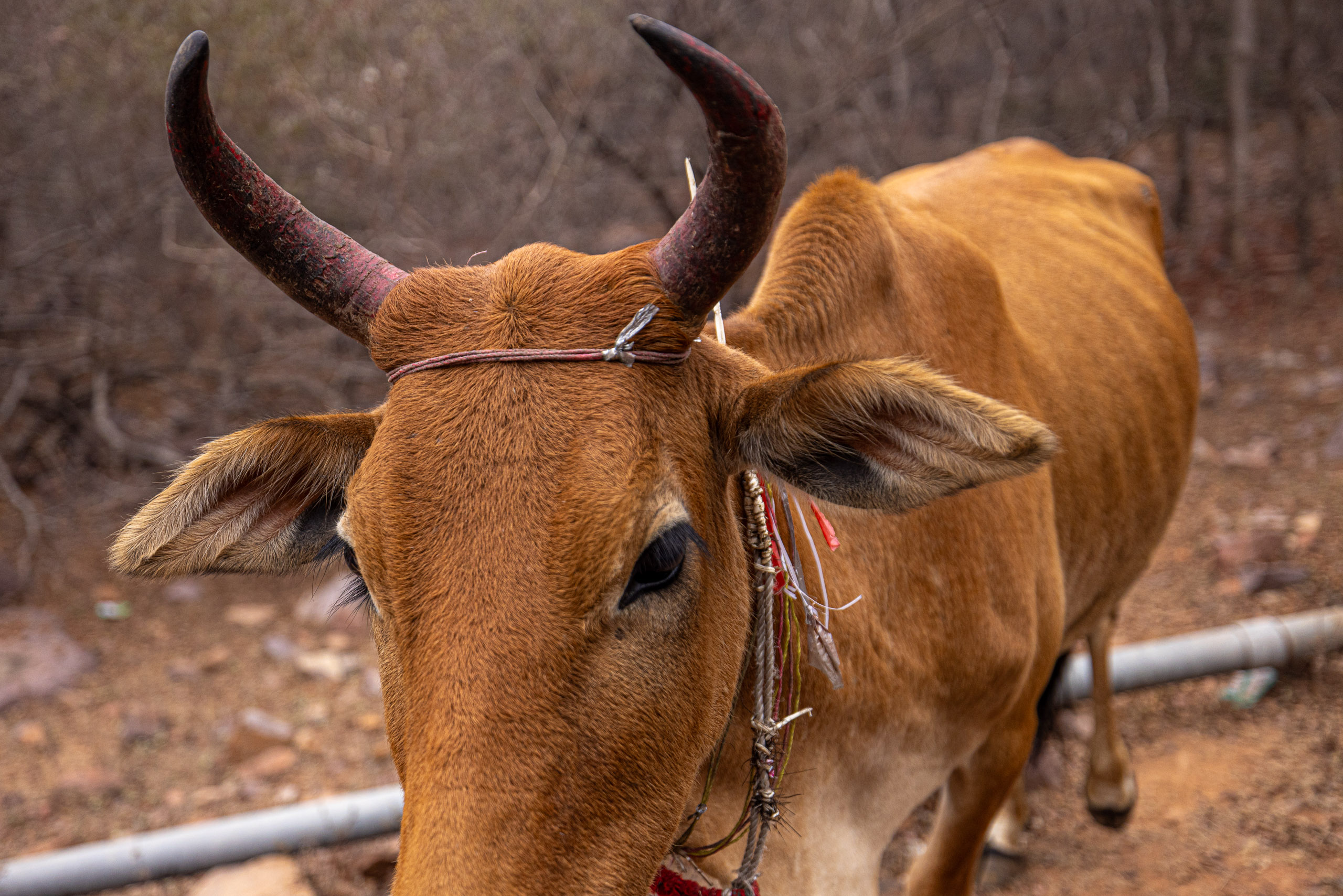 20240104134946 R5D 1381