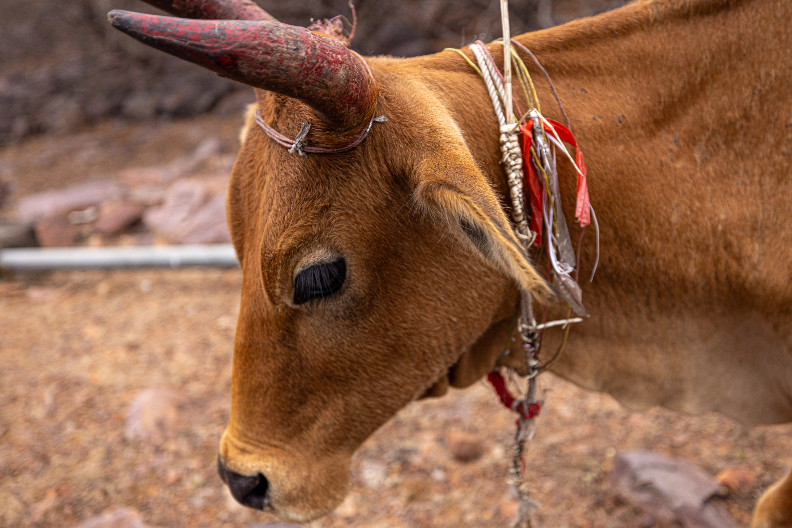 20240104134947 R5D 1384