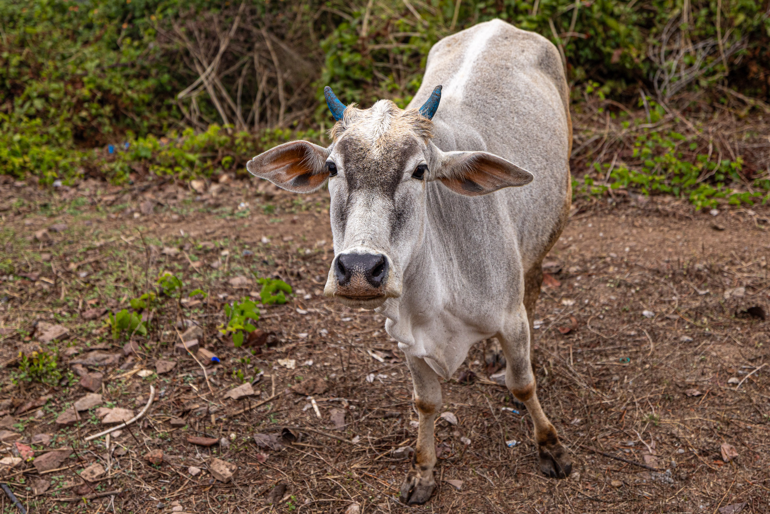 20240104141741 R5D 1455