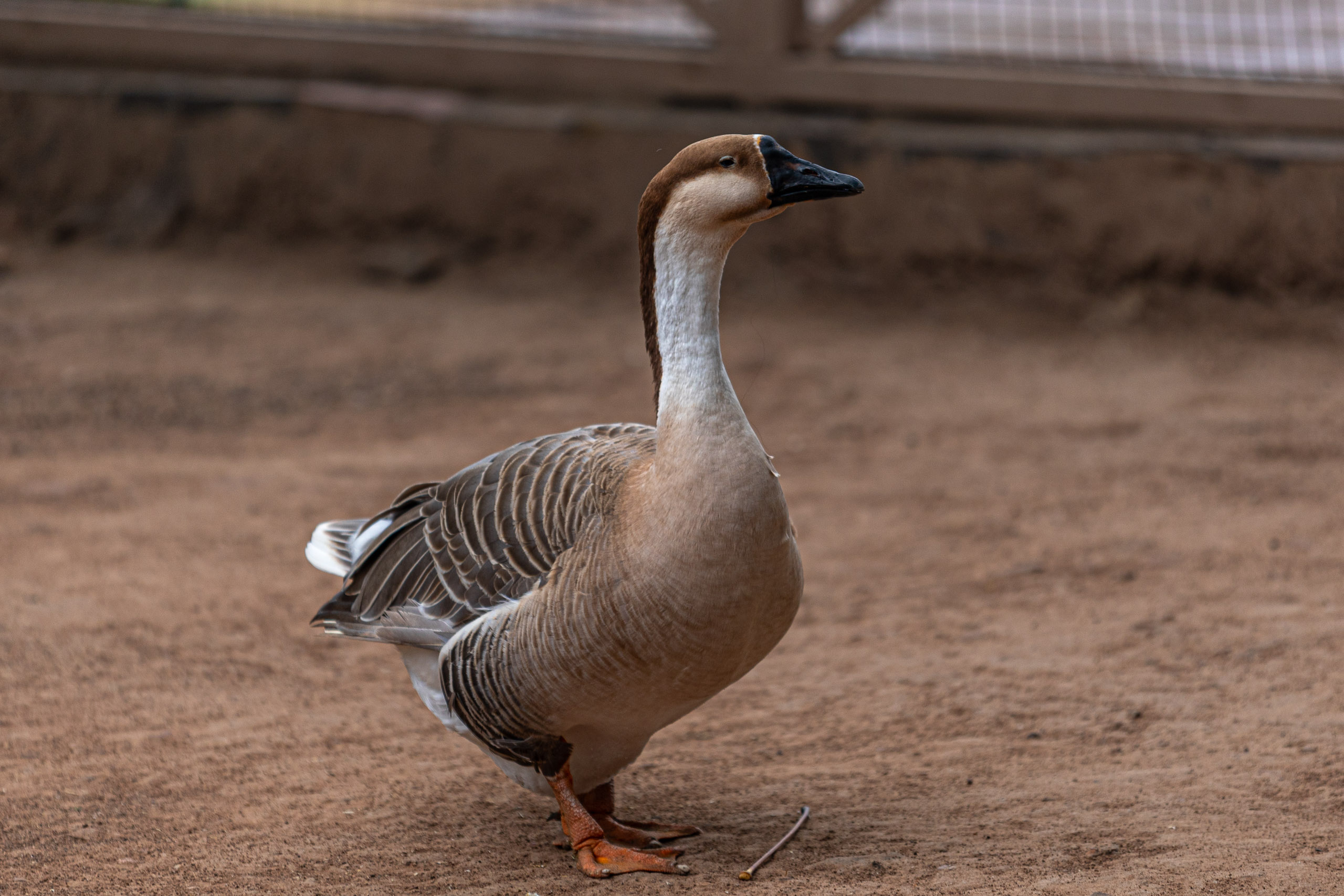 20240104142156 RD4 9099