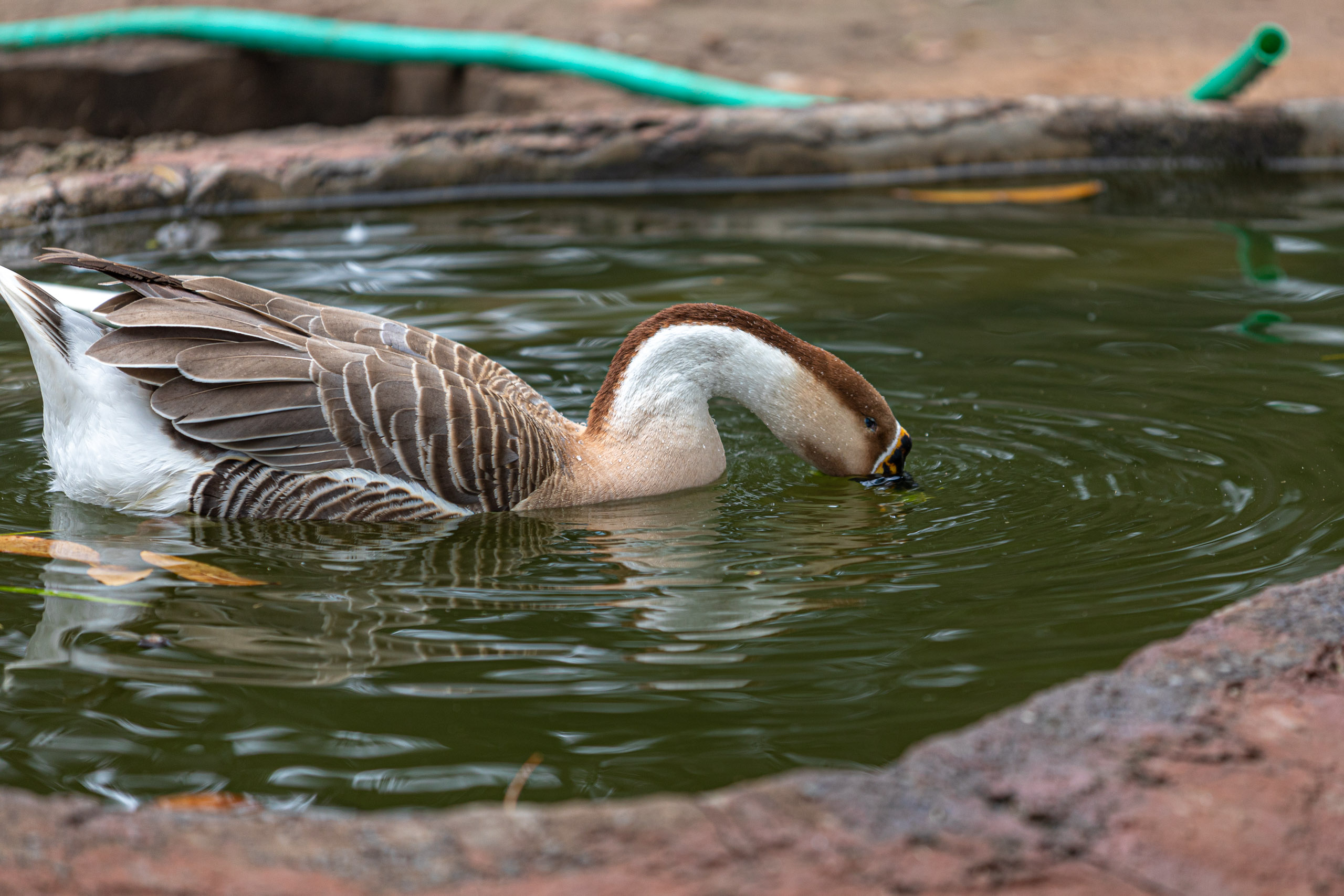 20240104142255 RD4 9116