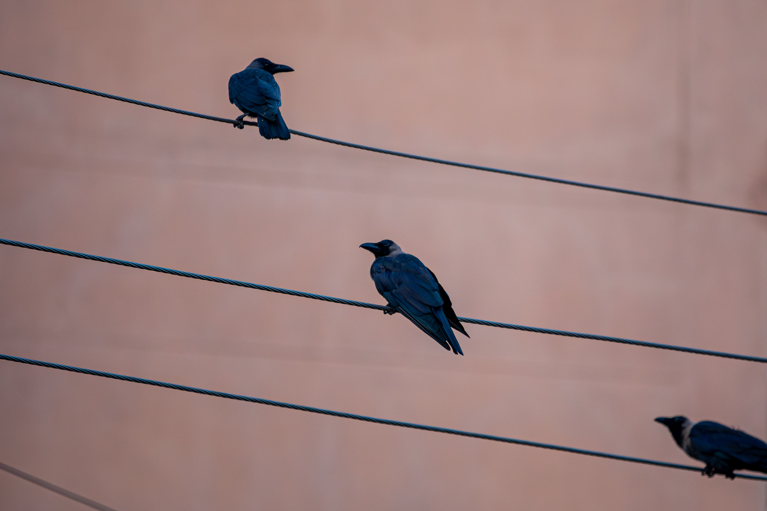 20231224065022 RD4 5155 e