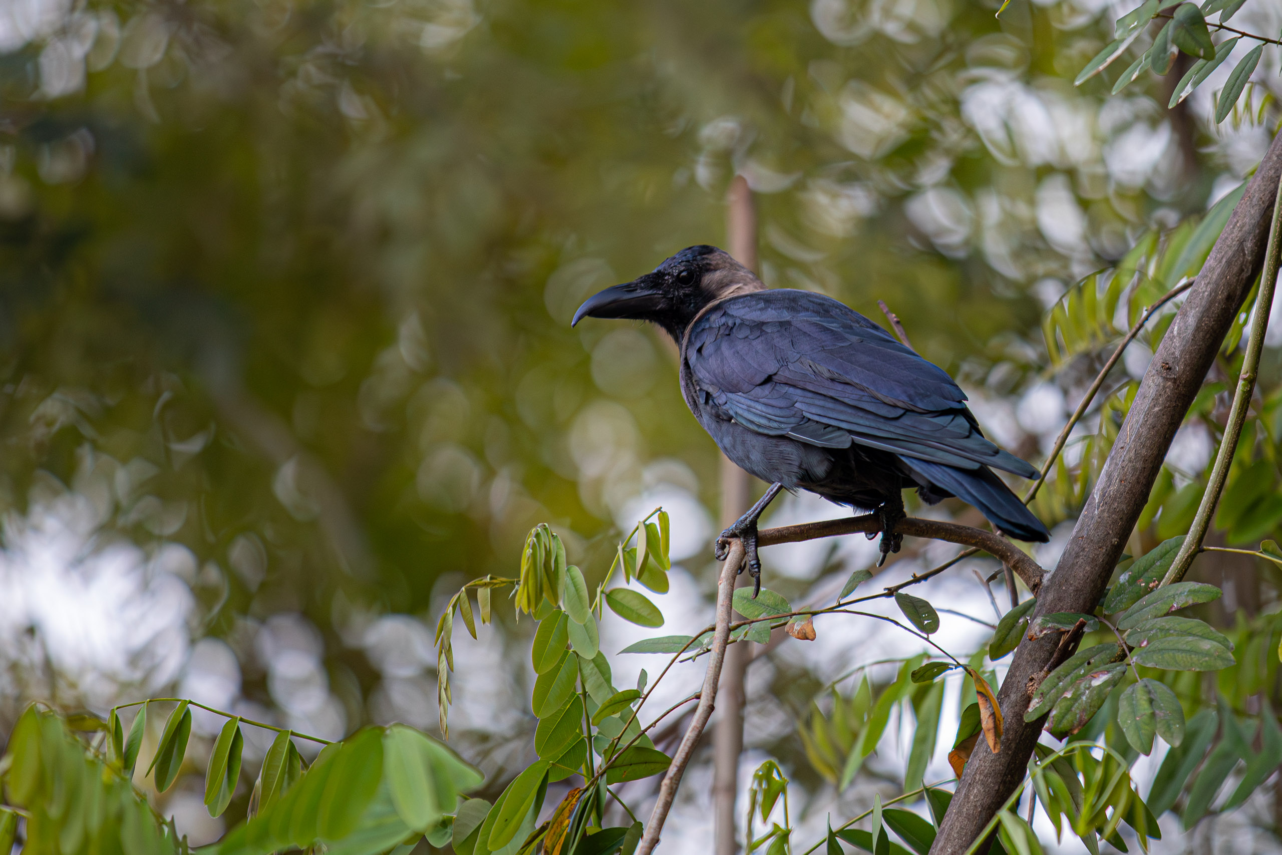 20231224065332 RD4 5230 e