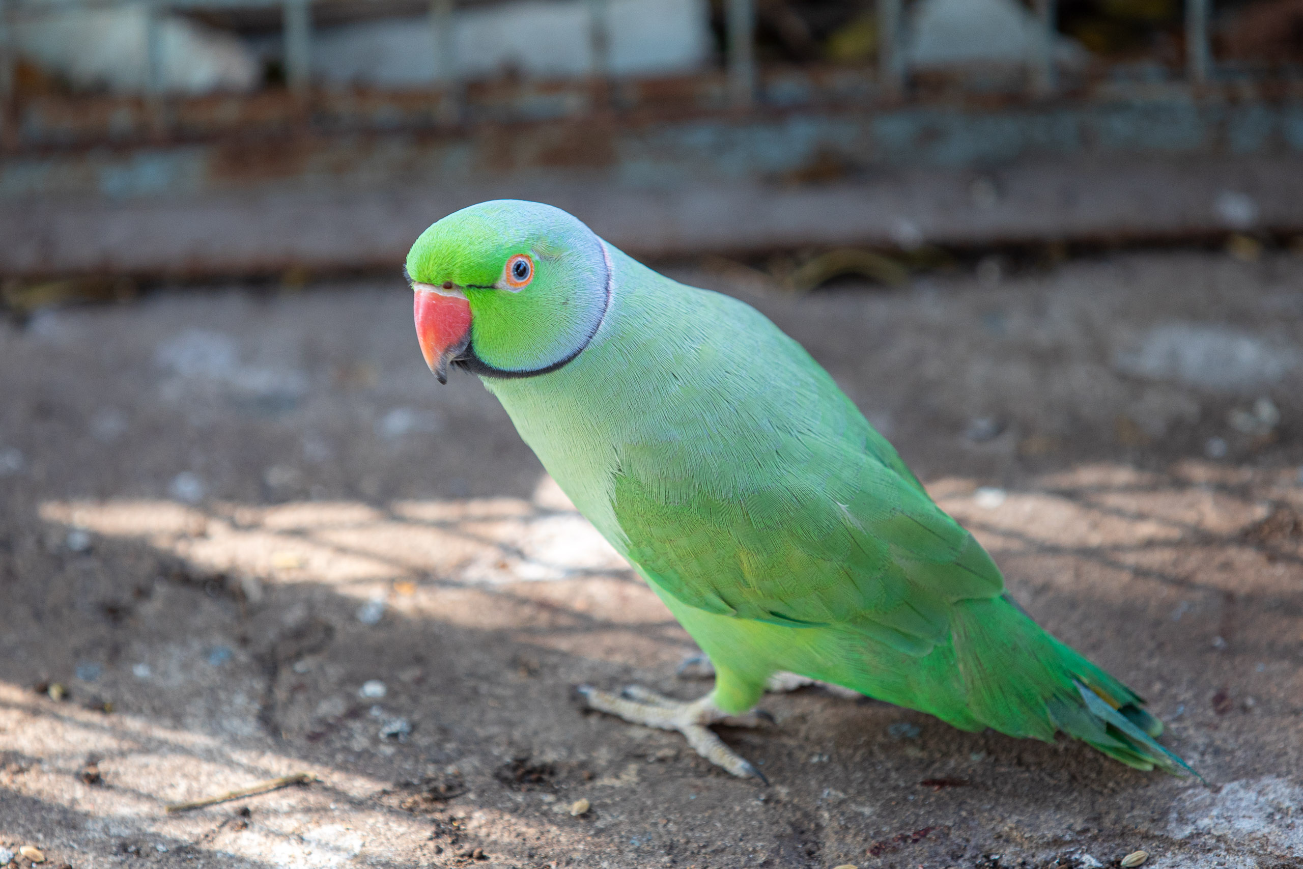 20231228094206 RD4 7044