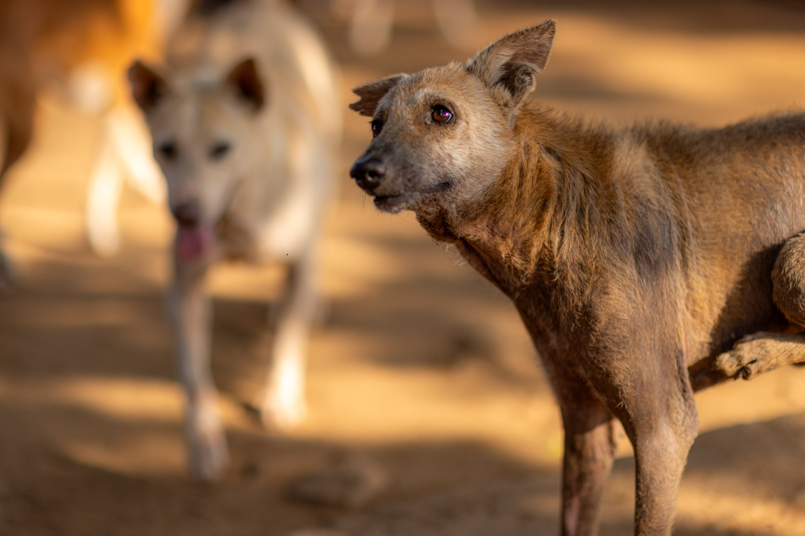 20240121161242 R5D 3972