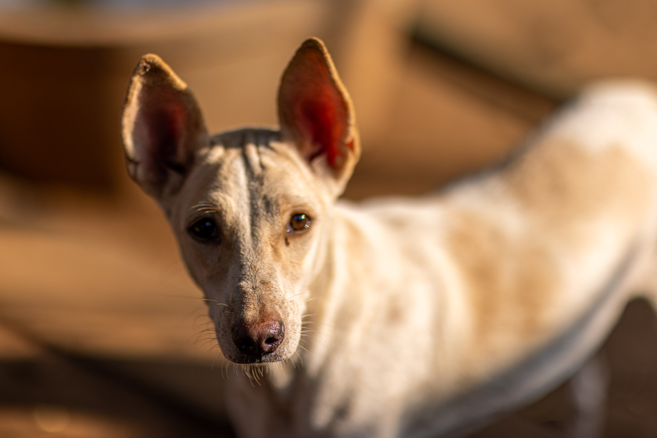 20240121161458 R5D 4061