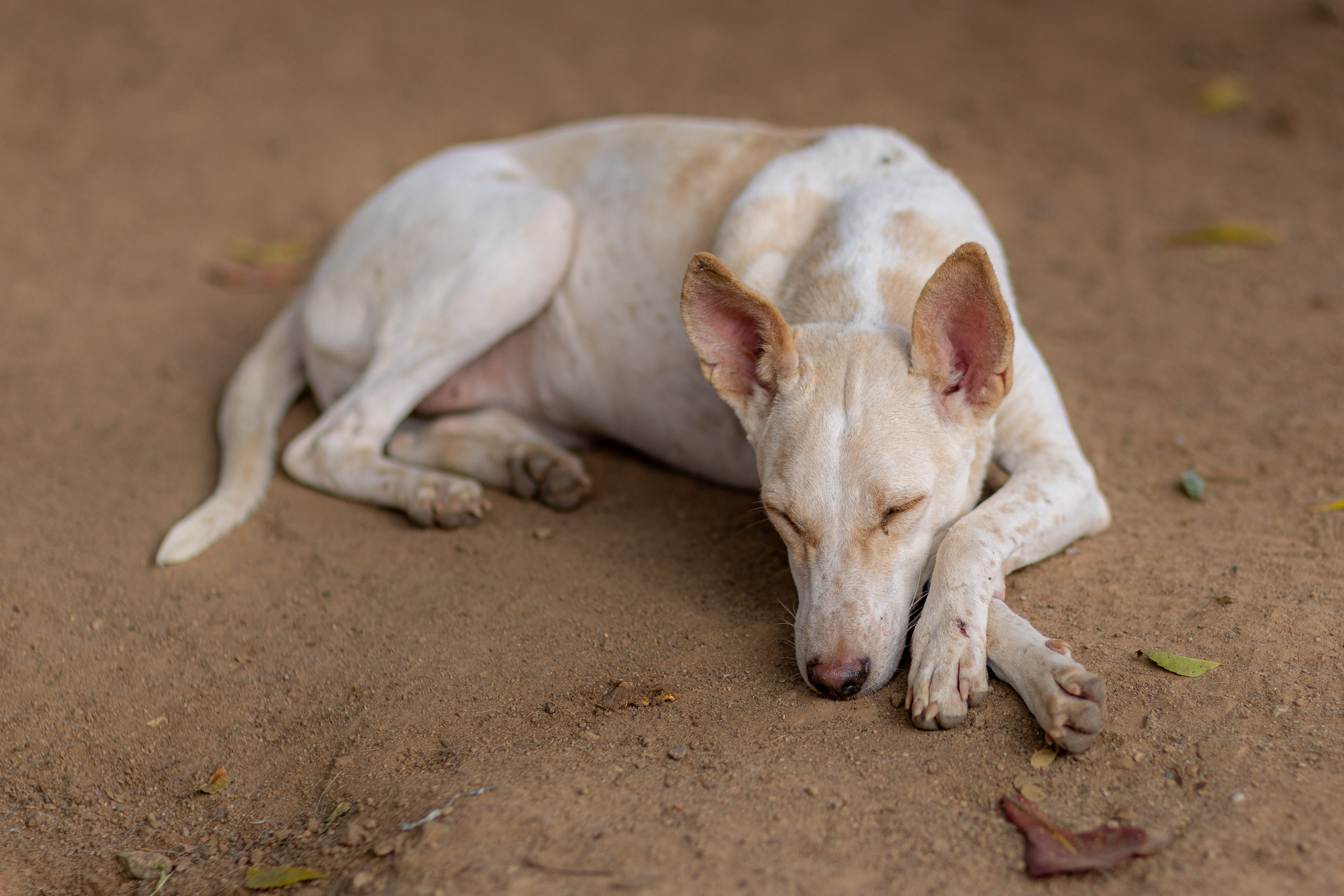 20240121162134 R5D 4289