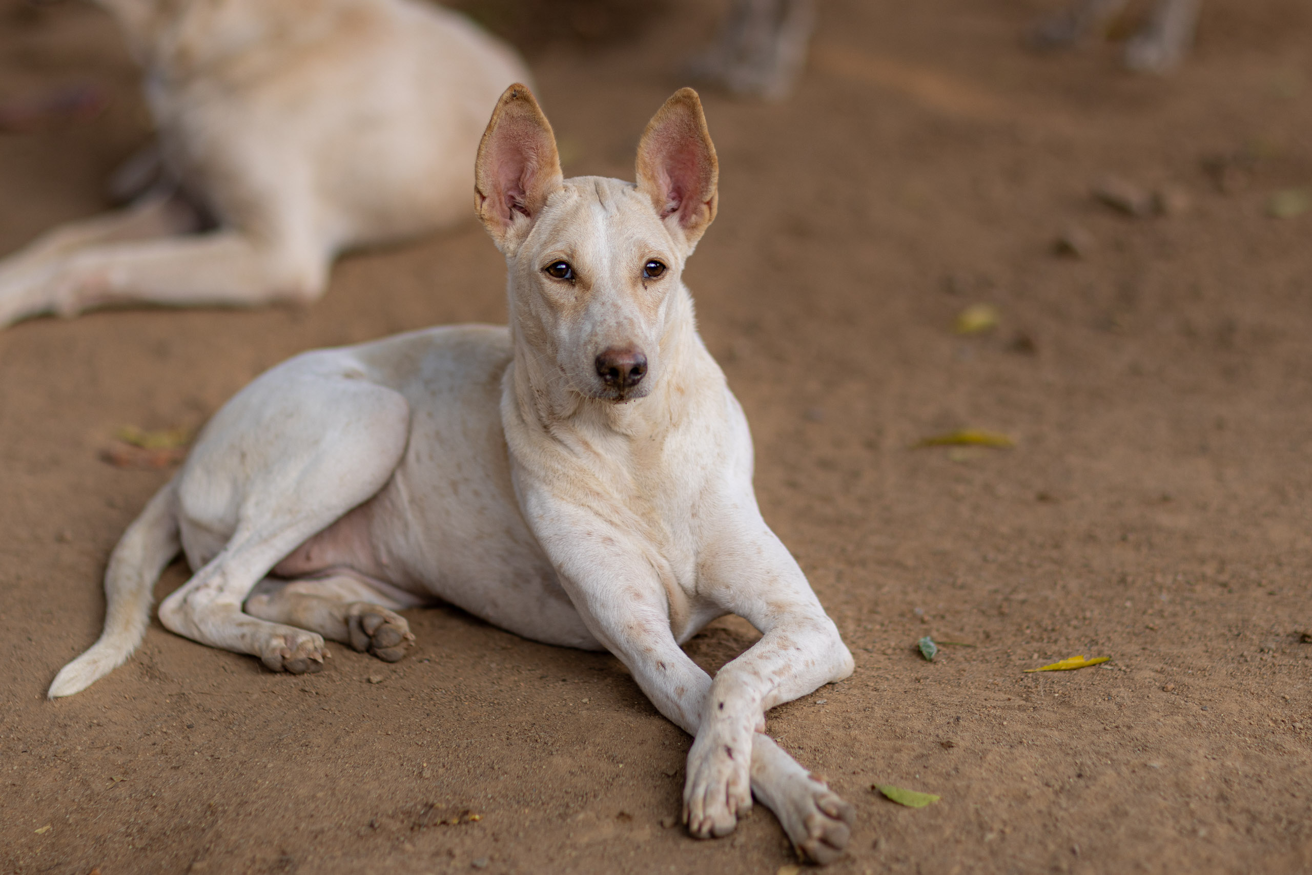 20240121162218 R5D 4337