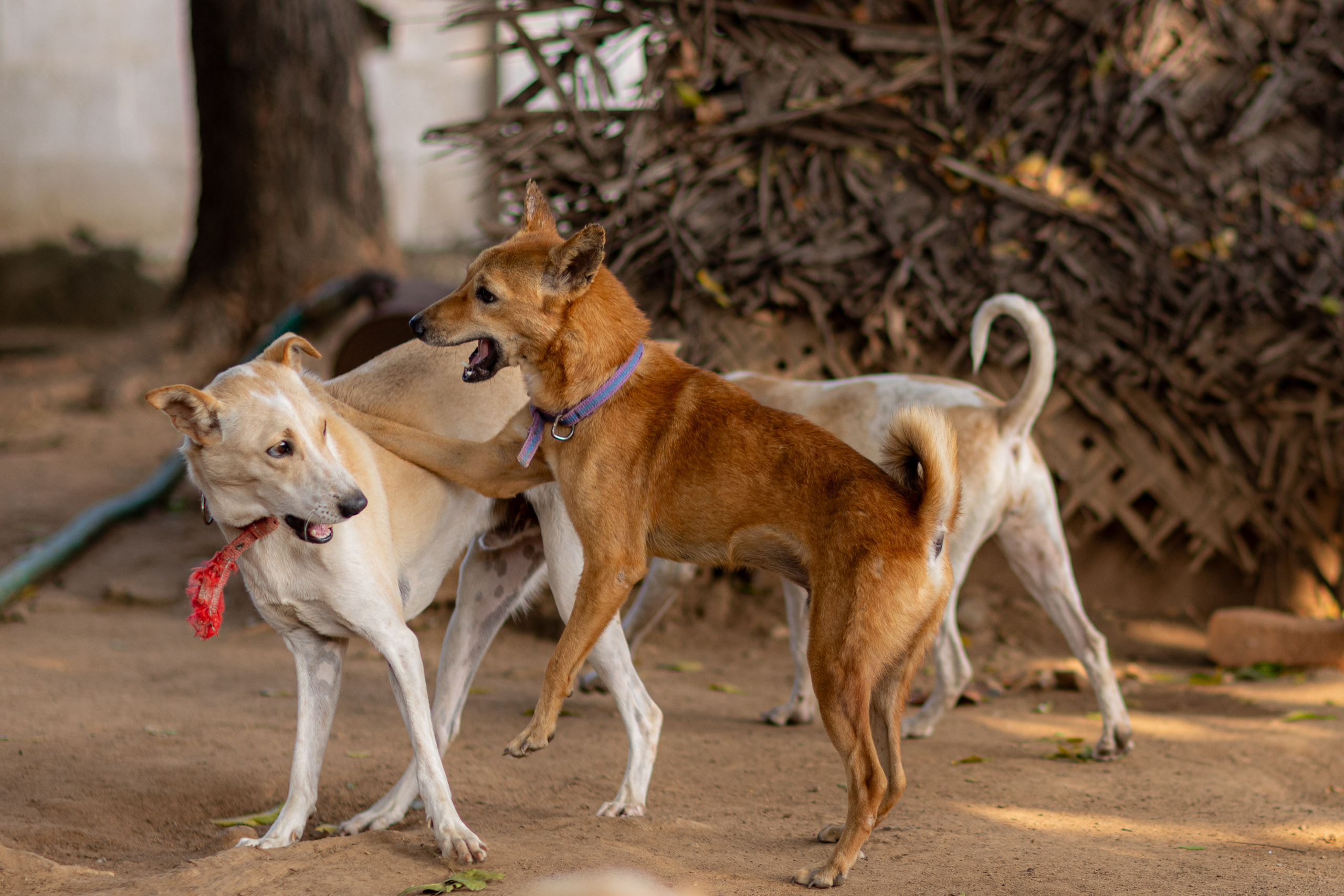 20240121162443 R5D 4399