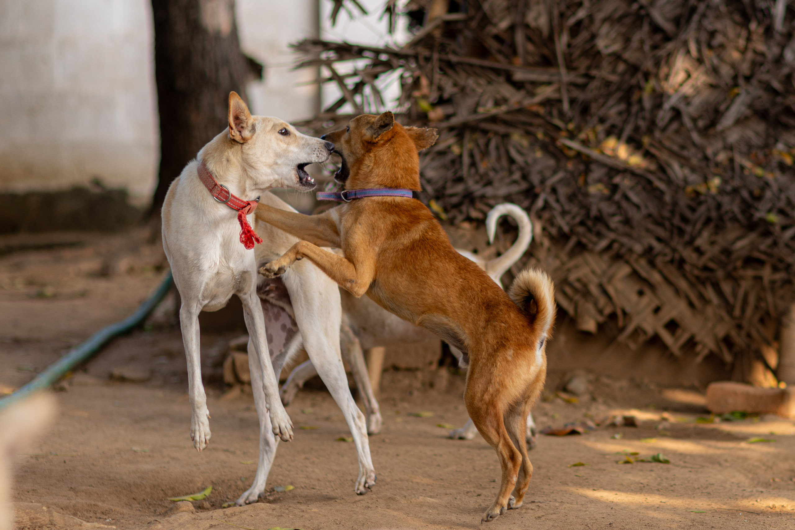 20240121162443 R5D 4400