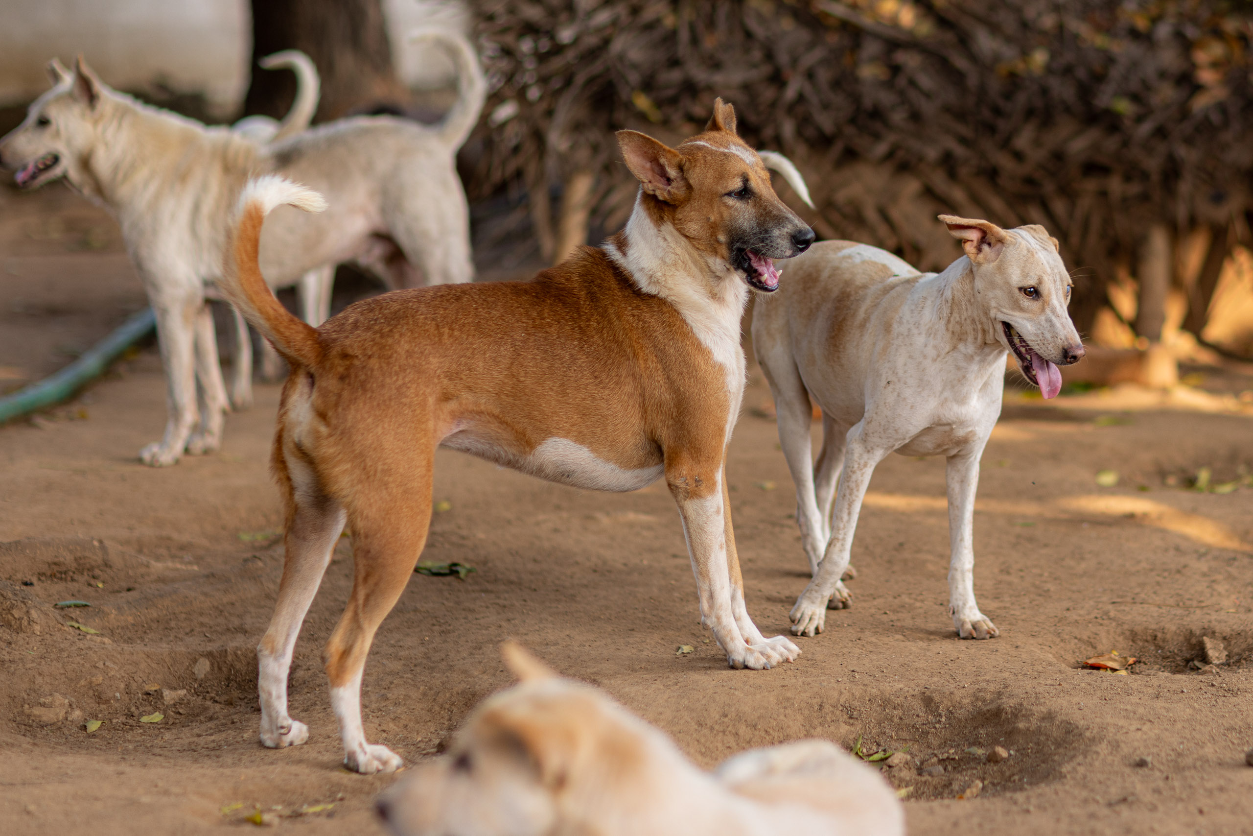 20240121162545 R5D 4433